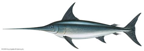 sword fish in tagalog|Swordfish in English .